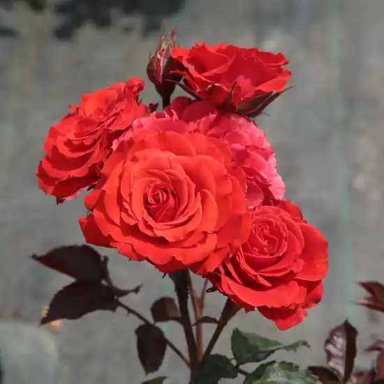 Fără parfum - Trandafiri - Borsod - 